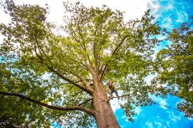 Best Fruit Tree Pruning  in Lake Belvedere Estates, FL