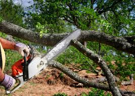 Best Tree Removal  in Lake Belvedere Estates, FL