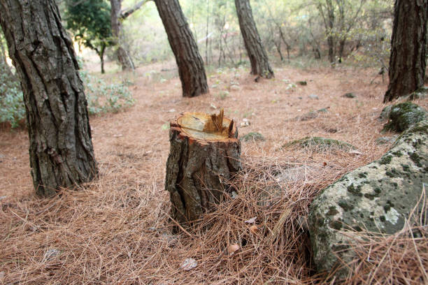 Best Stump Grinding and Removal  in Lake Belvedere Estates, FL