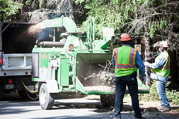 Trusted Lake Belvedere Estates, FL Tree Services Experts